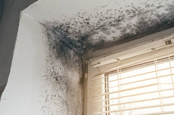 Affordable Basement Mold Removal solutions in Allenwood, PA
