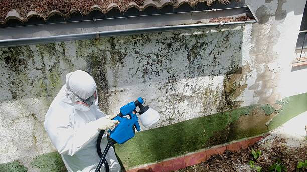 Top rated local Basement Mold Removal specialists in Allenwood, PA